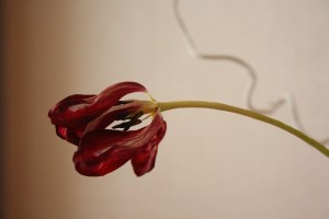 Näyttävätkö viherkasvisi tai kukkasi nuupahtaneilta? Tule kuulemaan parhaat vinkit hyötykasvien hoidosta ja kasvatuksesta kaupunkiolosuhteissa!