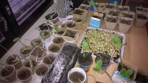 Kuva: Hanna Koskenheimo